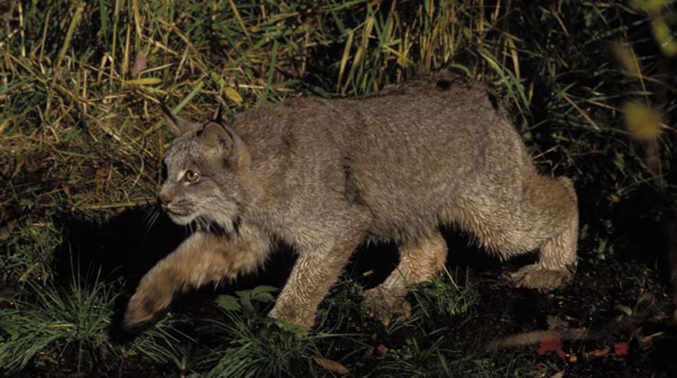 lynx-fws.jpg