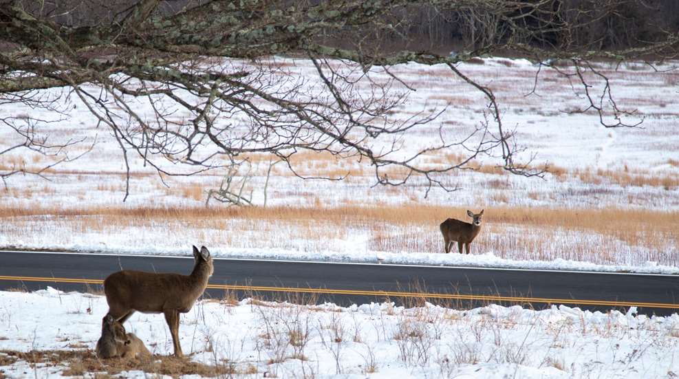 Deer In Snow Public Domain