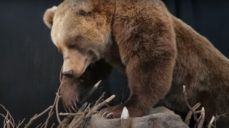 Beating Heart of Winter: Great American Outdoor Show Returns February 1-9! | NRA Family