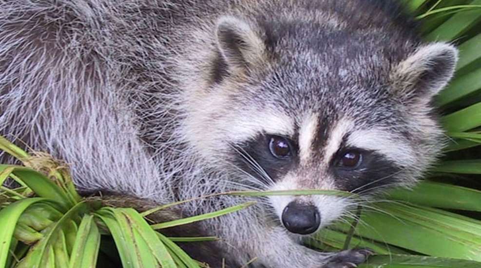 rabies.jpg