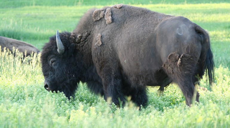 Family Destination: Yellowstone & Grand Teton National Parks | NRA Family