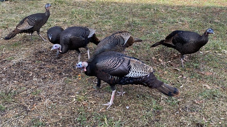 5 Reasons American Wild Turkeys Are Declining | NRA Family
