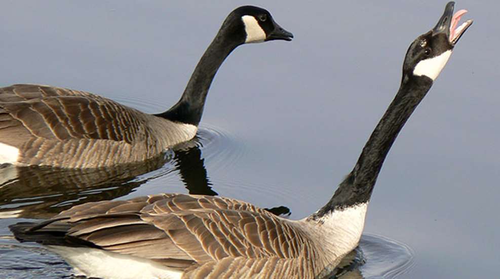 canada-goose.jpg