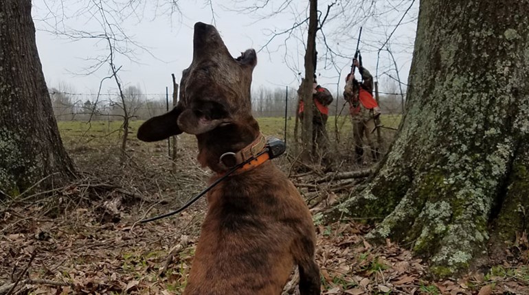Gamo Squirrel Master Classic 2019: Like Coming Home | NRA Family
