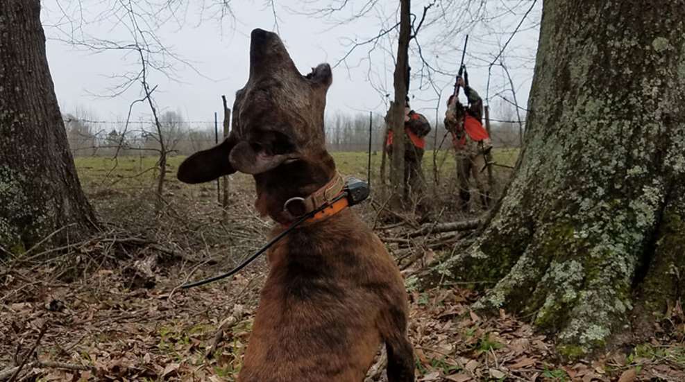 squirrel-dog-doing-his-job-at-the-classic-1.jpg