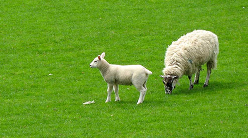 First Sheep The Evolution of Sheep | NRA Family