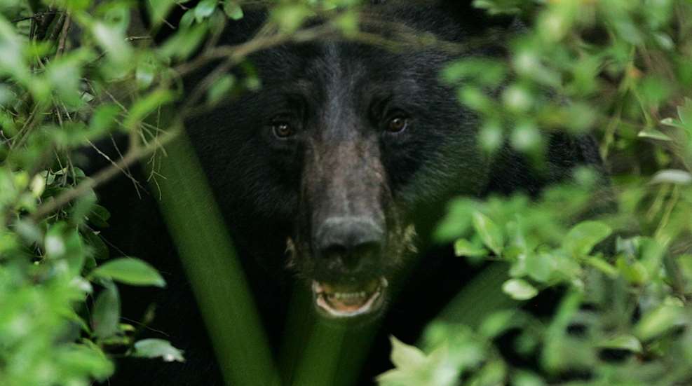 black bear in bushes