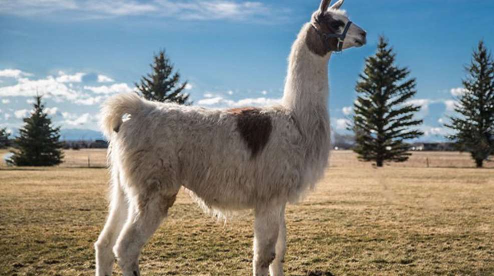 marcus-the-llama.jpg