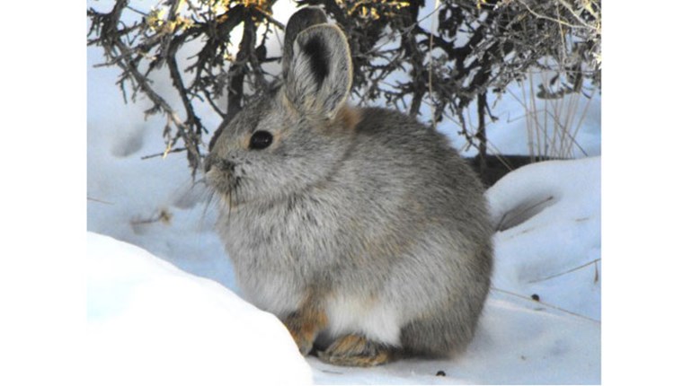 Beware the Pygmy Rabbit! | NRA Family