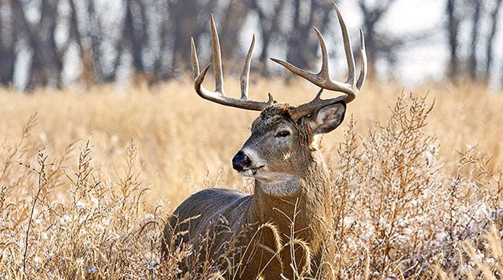 mature whitetail buck approximately six years old
